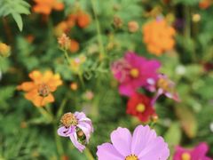 -花开海上生态园