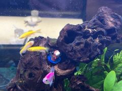 -阿莉餐厅(枣阳路店)