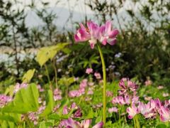 -福建鲤鱼洲酒店