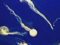 -上海海洋水族馆