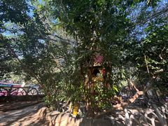 -瑞丽独树成林风景区