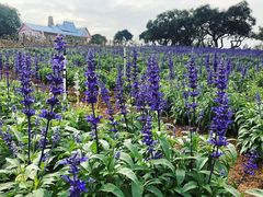 -松山湖梦幻百花洲