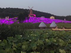 -大塘金香草谷