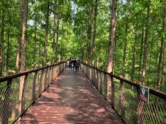 -黄海国家森林公园