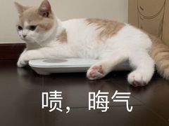 -babydoll猫舍·米努特·德文·缅因(久光中心店)