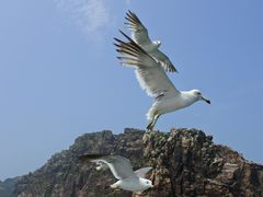 -海驴岛(荣成市)
