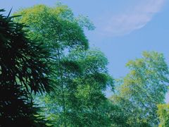 -杭州植物园