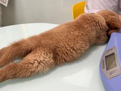 -宠福鑫康馨动物医院·骨科·眼科