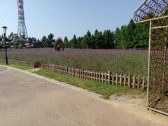 -羊亭河湿地公园