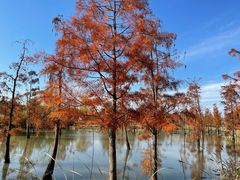 -上海长兴岛郊野公园