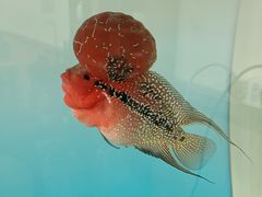 -归源居酒屋