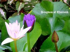 -五世皇金柚木行宫(维护中)