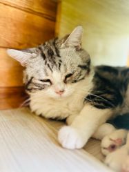 点击看大图 -萌宠亲子动物乐园(槐房万达店)