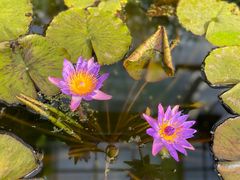 -国家植物园南园