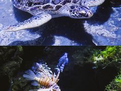 -南昌海洋公园