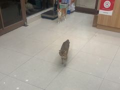 -瑞鹏宠物医院·夜间急症·心超·猫科(祖庙分店)