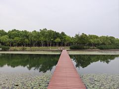 -暨阳湖生态园