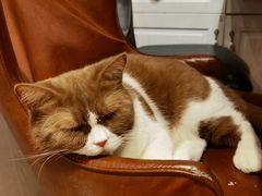 -猫小院猫主题餐厅(三里屯店)