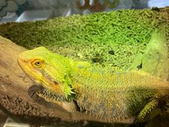 -酷以爬仙阁实体爬宠店·守宫·蜥蜴·专业繁育