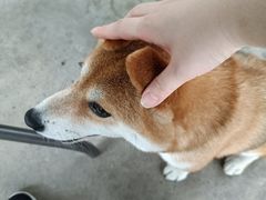 -柴犬高等学院·狗咖·柴犬售卖·宠物训练