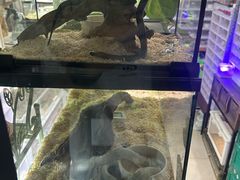 -青石桥花鸟鱼虫市场(叠翠城店)