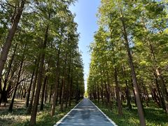 -昆山城市生态森林公园