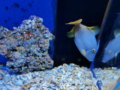 -沙沙哗啦海洋馆(华宇百花谷店)