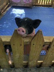 -萌宠亲子动物乐园(槐房万达店)