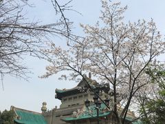 -武汉大学-樱园