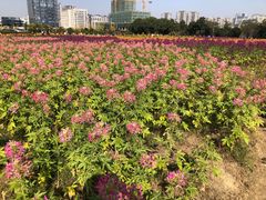 -映月湖中央公园