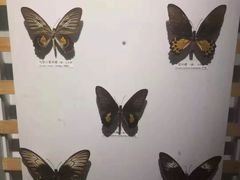 -吉林省自然博物馆