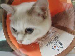 -动物缘宠物医院·骨科·猫科(西二环店)