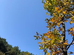 -铁山坪森林公园