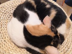 -Cappucimeow猫咪咖啡馆(韦伯时代店)