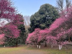 -杭州植物园