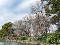 -西湖外事游船(花港观鱼码头)