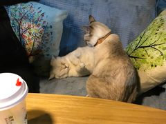 -李小姐の猫咖啡馆(五角场店)