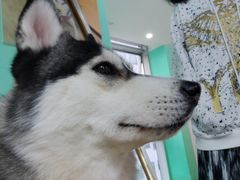 -Husky Go! 哈士奇体验馆·宠物咖啡厅狗咖