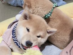 -逗柴咖啡屋·狗咖猫咖宠物桌游