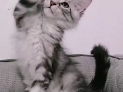 -十年猫舍·猫咪专门店(普陀店)