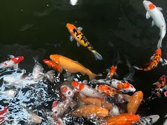 -南宫五洲植物乐园