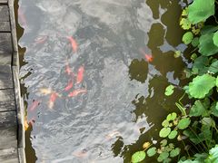 -龙头寺公园