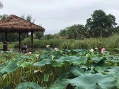 -西溪国家湿地公园