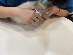 -瑞派动物医院·绝育·犬猫全科·预防医学(光景江南中店)