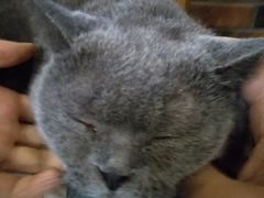 -more than meow吴止猫主题餐厅(承德 中船汇店)