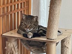 -Catmate·猫肥家润(金润铂宫店)
