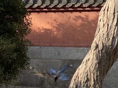 -青岛崂山太清宫