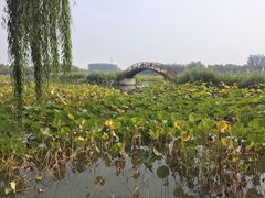 -白洋淀景区
