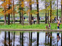 -上海共青森林公园