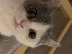 -美联众合宠物医院·爱萌分院·内外科·猫科中心